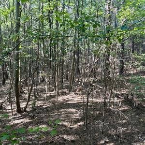 Photo #21 of Off of Piney Grove rd, Kernersville, NC 26.5 acres