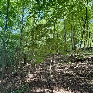 Photo #23 of Off of Piney Grove rd, Kernersville, NC 26.5 acres