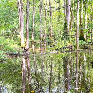 Photo #17 of Off of Newville Rd. , Waverly, VA 125.0 acres
