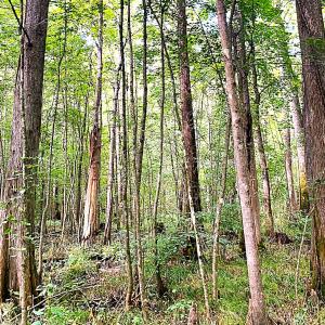 Photo #18 of Off of Newville Rd. , Waverly, VA 125.0 acres
