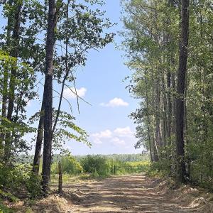 Photo #4 of Off of Newville Rd. , Waverly, VA 125.0 acres