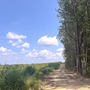 Photo #5 of Off of Newville Rd. , Waverly, VA 125.0 acres