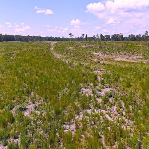 Photo #13 of Off of Newville Rd. , Waverly, VA 125.0 acres