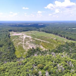 Photo #14 of Off of Newville Rd. , Waverly, VA 125.0 acres