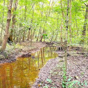 Photo #16 of Off of Newville Rd. , Waverly, VA 125.0 acres