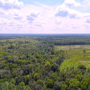 Photo #22 of Off of Newville Rd. , Waverly, VA 125.0 acres