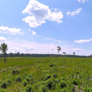 Photo #23 of Off of Newville Rd. , Waverly, VA 125.0 acres