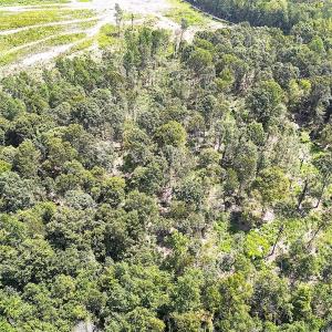 Photo #26 of Off of Newville Rd. , Waverly, VA 125.0 acres