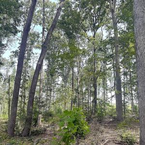 Photo #27 of Off of Newville Rd. , Waverly, VA 125.0 acres