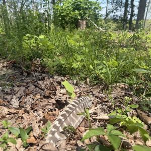 Photo #28 of Off of Newville Rd. , Waverly, VA 125.0 acres