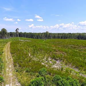 Photo #29 of Off of Newville Rd. , Waverly, VA 125.0 acres