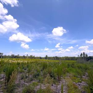 Photo #31 of Off of Newville Rd. , Waverly, VA 125.0 acres