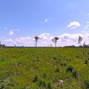 Photo #32 of Off of Newville Rd. , Waverly, VA 125.0 acres