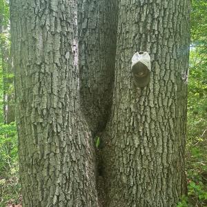 Photo #18 of Off of  Jones Overlook , Howardsville, VA 8.2 acres