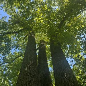 Photo #31 of Off of  Jones Overlook , Howardsville, VA 8.2 acres