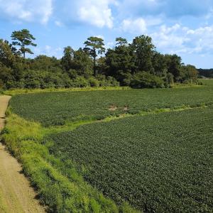 Photo #13 of Off of Ballahack Rd, Chesapeake, VA 11.8 acres