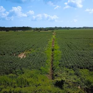 Photo #24 of Off of Ballahack Rd, Chesapeake, VA 11.8 acres