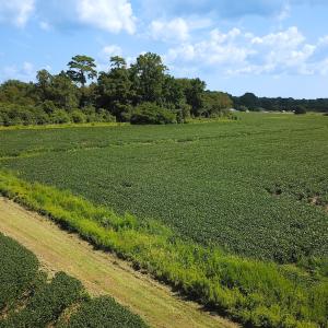 Photo #6 of Off of Ballahack Rd, Chesapeake, VA 11.8 acres
