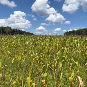 Photo #2 of Off of Oxford Rd/Robert Ladd Dr, Rougemont, NC 27.3 acres