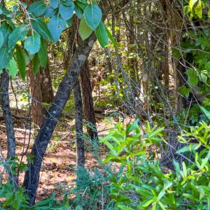 Photo #3 of Off of Oxford Rd/Robert Ladd Dr, Rougemont, NC 27.3 acres