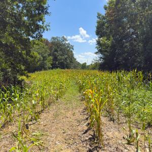Photo #8 of Off of Oxford Rd/Robert Ladd Dr, Rougemont, NC 27.3 acres