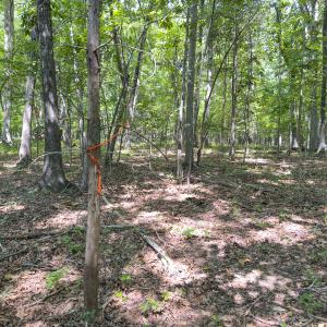 Photo #9 of Off of Oxford Rd/Robert Ladd Dr, Rougemont, NC 27.3 acres