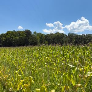 Photo #11 of Off of Oxford Rd/Robert Ladd Dr, Rougemont, NC 27.3 acres