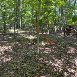 Photo #13 of Off of Oxford Rd/Robert Ladd Dr, Rougemont, NC 27.3 acres