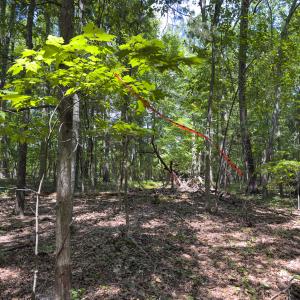 Photo #15 of Off of Oxford Rd/Robert Ladd Dr, Rougemont, NC 27.3 acres