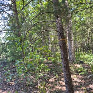 Photo #25 of Off of Oxford Rd/Robert Ladd Dr, Rougemont, NC 27.3 acres