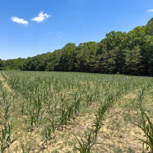 Photo #26 of Off of Oxford Rd/Robert Ladd Dr, Rougemont, NC 27.3 acres
