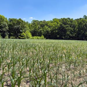 Photo #30 of Off of Oxford Rd/Robert Ladd Dr, Rougemont, NC 27.3 acres