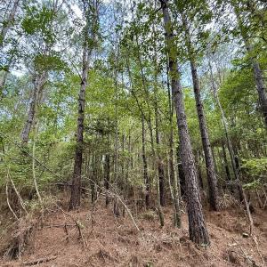 Photo #10 of Lot 5 Cupelo Rd, Farmville, NC 9.6 acres