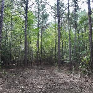 Photo #11 of Lot 5 Cupelo Rd, Farmville, NC 9.6 acres