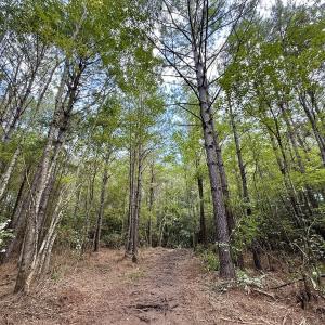 Photo #12 of Lot 5 Cupelo Rd, Farmville, NC 9.6 acres