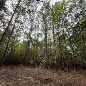 Photo #16 of Lot 5 Cupelo Rd, Farmville, NC 9.6 acres