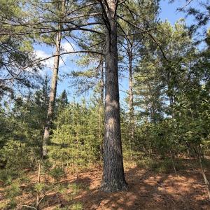 Photo #21 of Lot 98A Greenberry DR, Pittsville, VA 1.9 acres