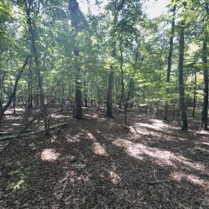 Photo #2 of Off of Flat Swamp Rd, Denton, NC 18.5 acres