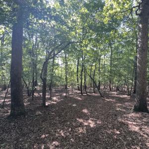 Photo #5 of Off of Flat Swamp Rd, Denton, NC 18.5 acres