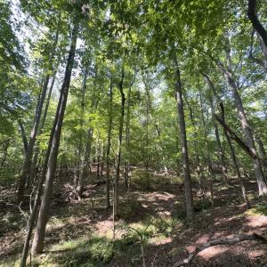 Photo #7 of Off of Flat Swamp Rd, Denton, NC 18.5 acres