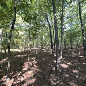 Photo #8 of Off of Flat Swamp Rd, Denton, NC 18.5 acres