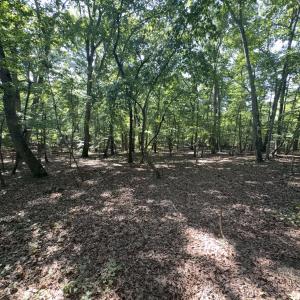 Photo #9 of Off of Flat Swamp Rd, Denton, NC 18.5 acres