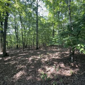 Photo #11 of Off of Flat Swamp Rd, Denton, NC 18.5 acres