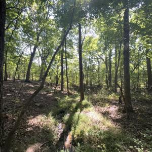 Photo #14 of Off of Flat Swamp Rd, Denton, NC 18.5 acres