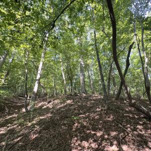 Photo #16 of Off of Flat Swamp Rd, Denton, NC 18.5 acres
