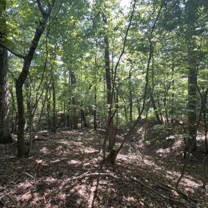 Photo #17 of Off of Flat Swamp Rd, Denton, NC 18.5 acres
