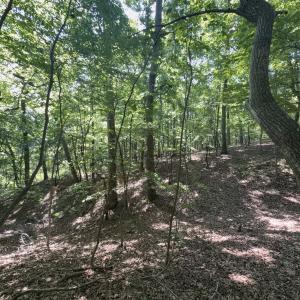 Photo #18 of Off of Flat Swamp Rd, Denton, NC 18.5 acres