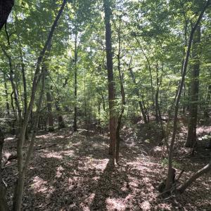 Photo #19 of Off of Flat Swamp Rd, Denton, NC 18.5 acres