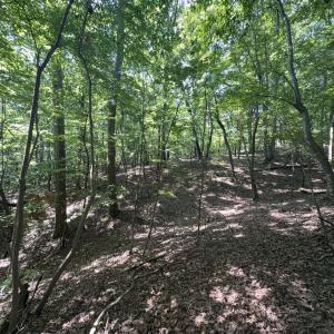 Photo #20 of Off of Flat Swamp Rd, Denton, NC 18.5 acres