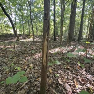 Photo #21 of Off of Flat Swamp Rd, Denton, NC 18.5 acres